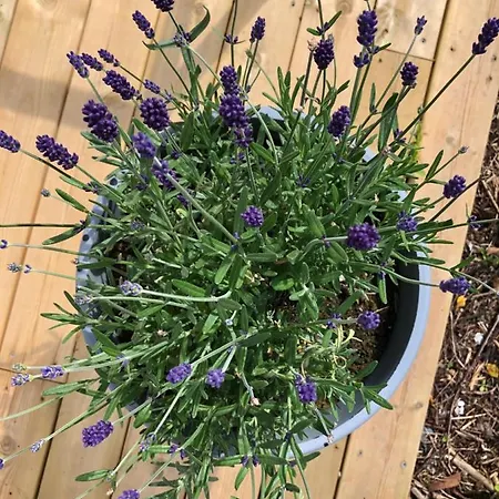 Frühstückspension Sole,