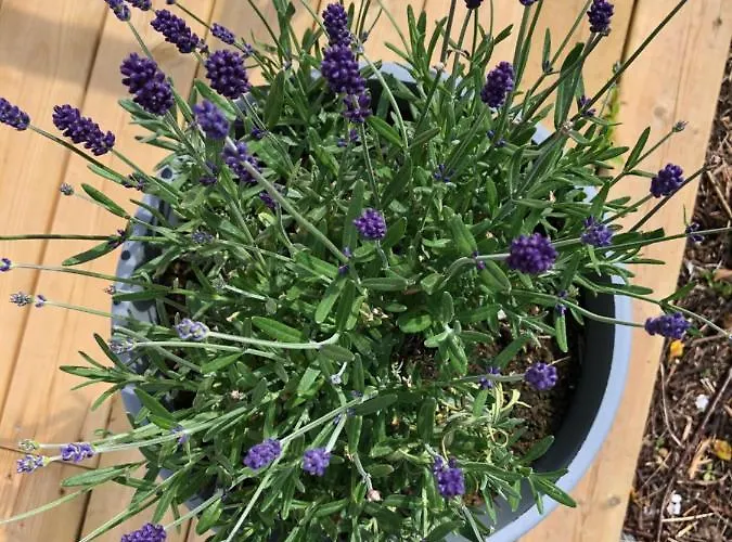 Bed & Breakfast Sole,